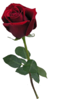 http://marinette.ucoz.hu/edesanyam/redrose.png